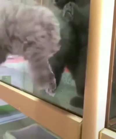 Someone once told me that if a cat&rsquo;s head can fit throu...