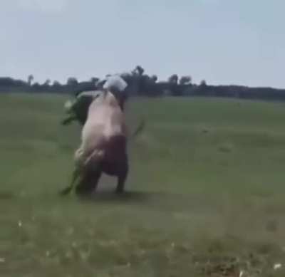 Never tell me the odds of getting slung a full 360 degrees around a horse