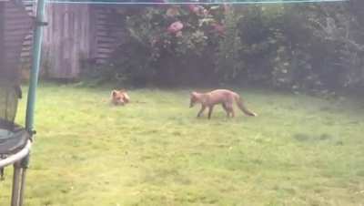 Chasing foxes