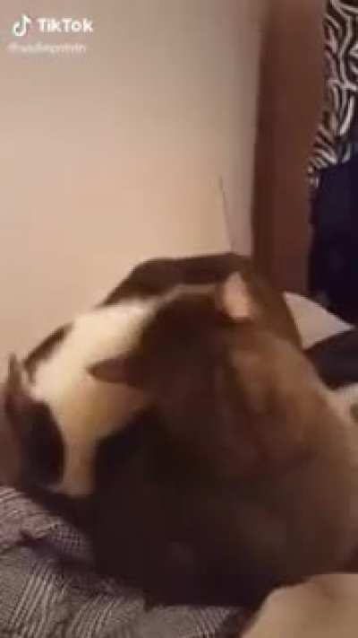 Cat bites another cat
