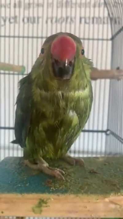 Wetbirb
