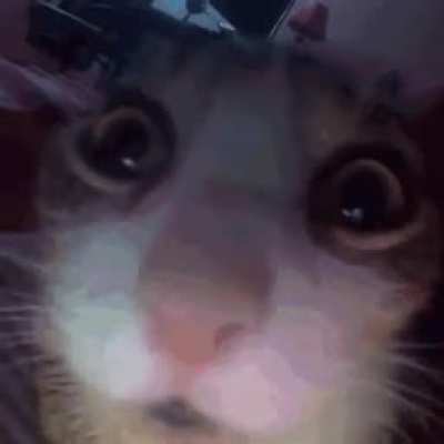 i heard we liked cats