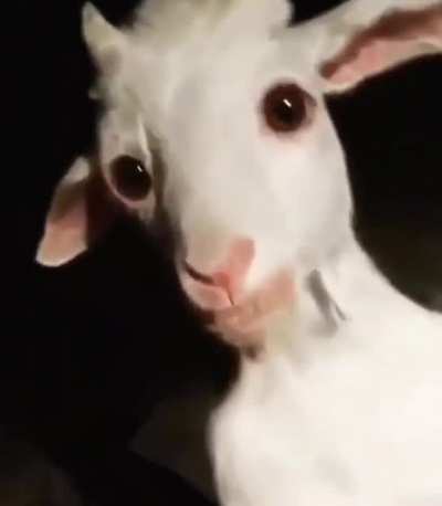 The Goat