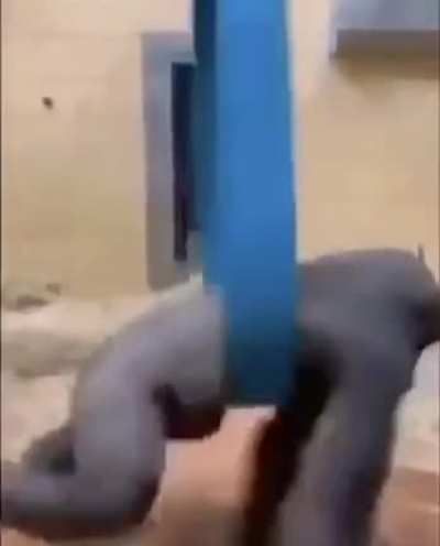 funny monky 🦧