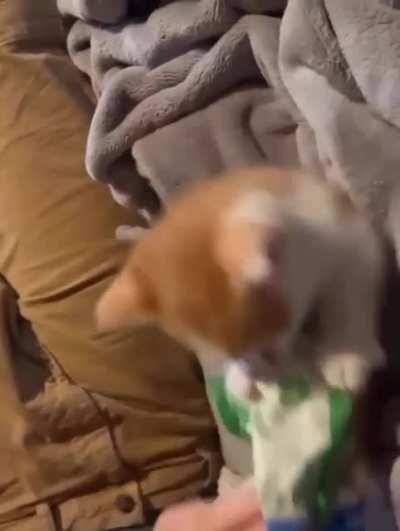last meow was a harbinger of a big fight
