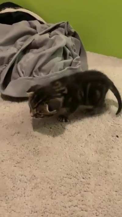 Lots of people asked, so here is a Video of Pip&rsquo;s first couple of steps! I will continue to post update videos as she grows up.