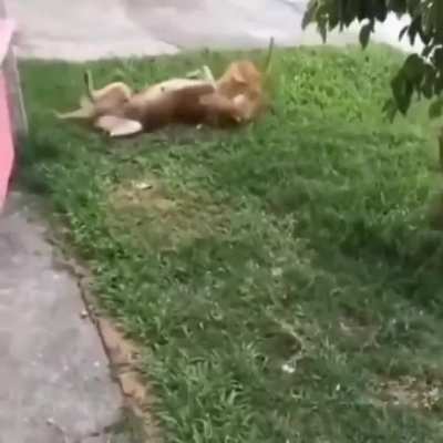 Facial assault