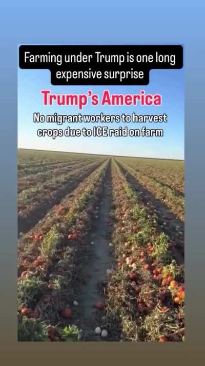 so MAGA farmers chased off immigrant farmworkers because Trump said they were taking American jobs, now they can&rsquo;t find anyone to pick their crops. Funny how the pick-yourselves-up-by-the-bootstraps crowd suddenly needs someone else to do the work