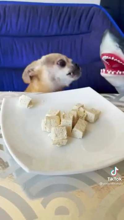 Doggo&rsquo;s shark week in the kitchen