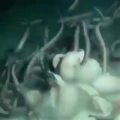 Ocean is based