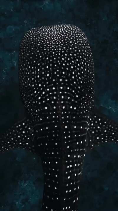 Whaleshark glowing spot caused by reflection by sunlight