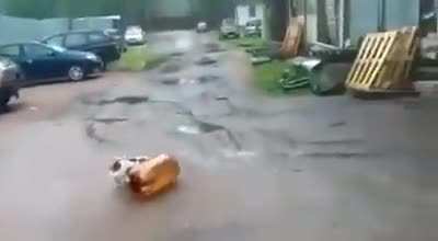 perro con coca de pi&ntilde;a
