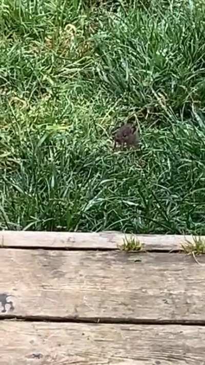 Mouse in the backyard