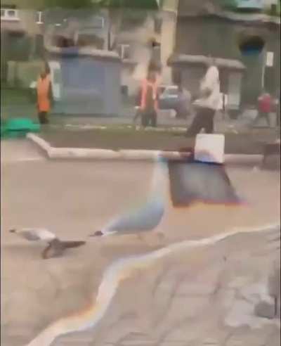 Predatory seagull