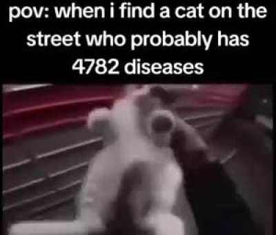 portable cat
