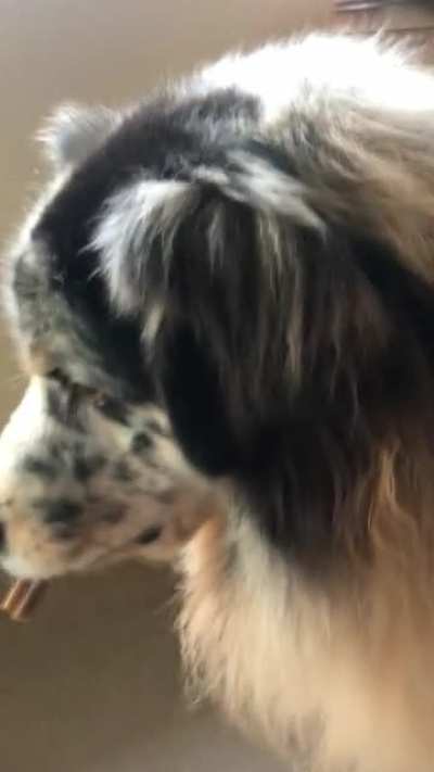 My dog giving his biscuit to his son. The dad thought the son didn&rsquo;t get one and stood by the door until I opened it so he could give to his son. I cried.