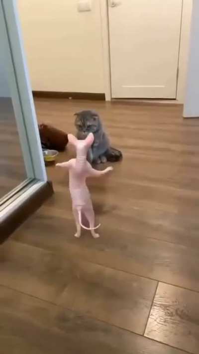 Happy cat