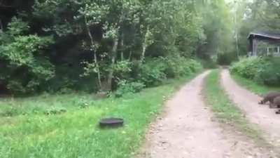 "shoot me - DAY6" - but it's being played on flute to summon a cult of raccoons out of the forest