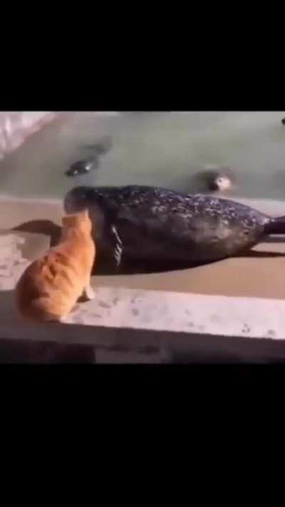 Strong cat 