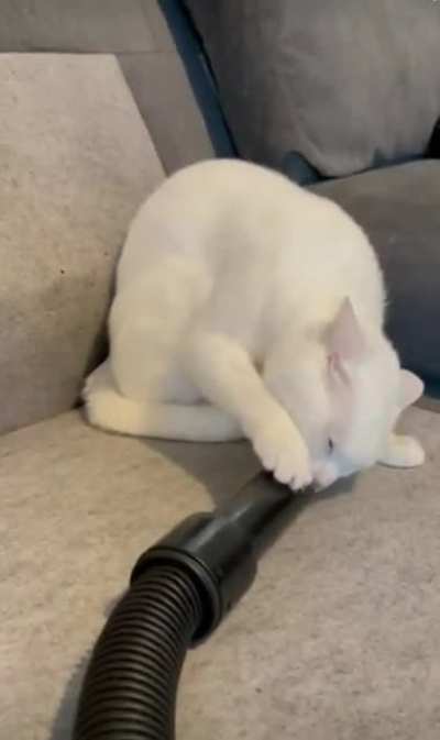 cat plays with vacuum cleaner