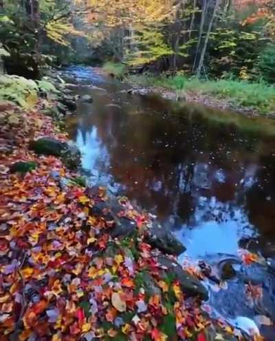 Treely beautiful