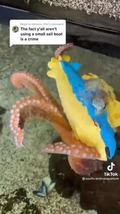 The kraken