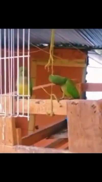 birb