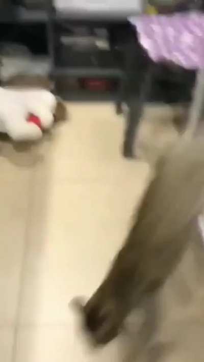 Guess she's not into soft toys....