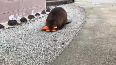 Мое