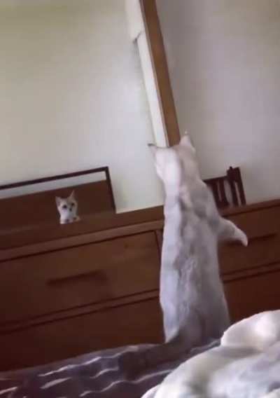 Cat discovers ears
