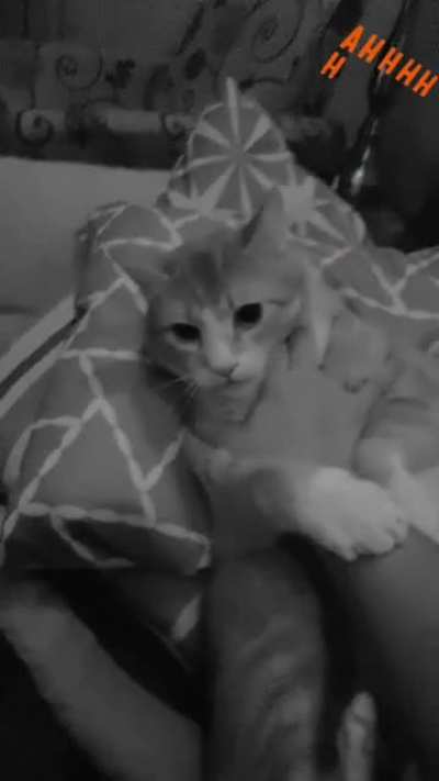 Play time 🧡🙀