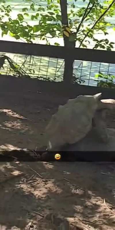 I like turtles