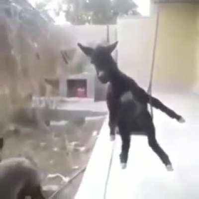 Que ben&ccedil;am 🙇🏻&zwj;♂️
