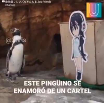 XD