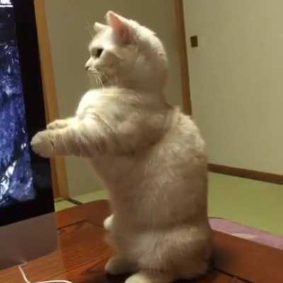 Adorable cat startled by CD ejection