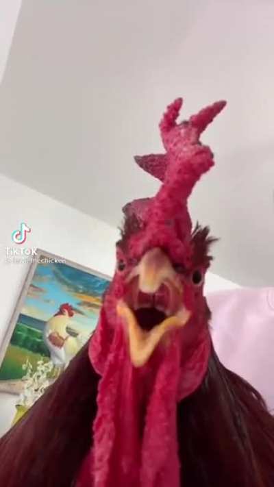 Senpai cock 😳