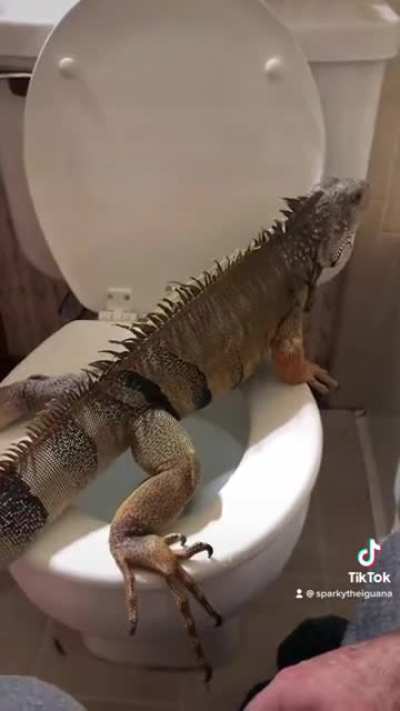 This lizard using the toilet like a grown ass man…