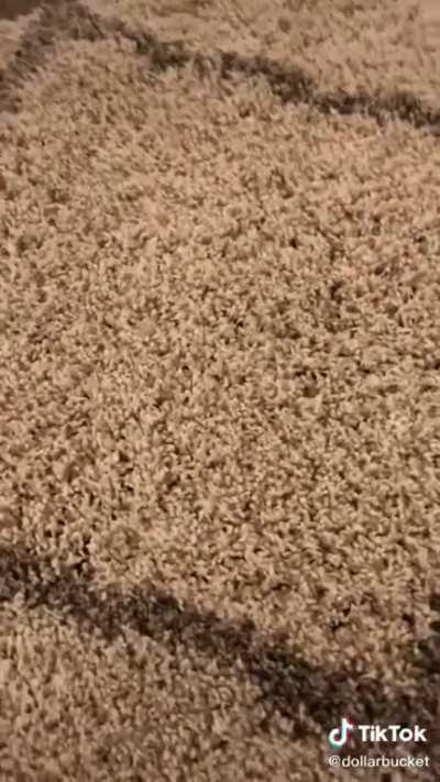Bugs in a rug