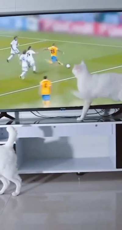 Cat cat cat