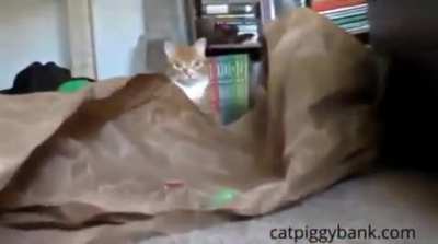 Cat dies as it sees a coin stealing cat toy.