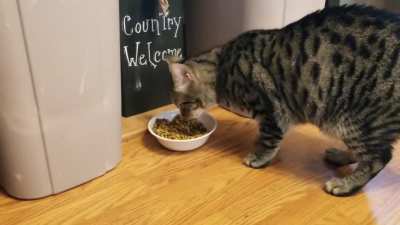 I swear I feed him regularly