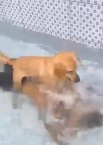 "this is for not throwing the ball, Steve!"