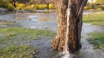 For the last two decades, during the spring floods, the water has been running out of this old mulberry tree in a village of Dino&scaron;a, Montenegro. It's likely due to high groundwater pressure coupled with a hollow section in the tree.