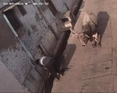 Cow just said fuck you