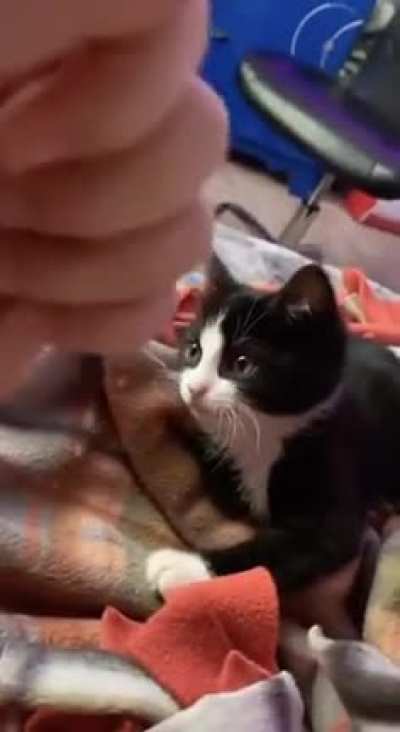 cAt FuCkiNg KiLLs oWnEr WiThOuT hEsiTaTiOn