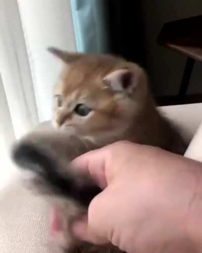 Best toy ever!
