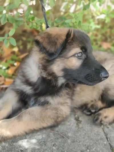rate ma dawg