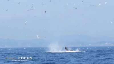 🔥 Transient Orca punts a seal 80 feet into the air.