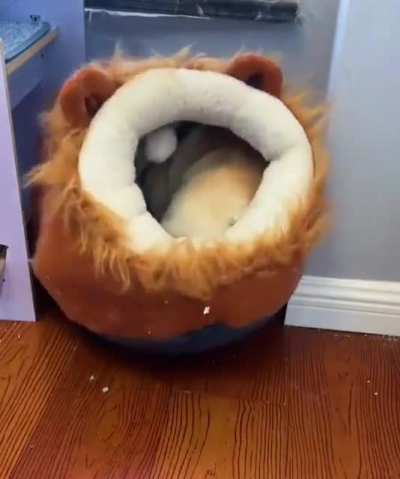 God damn it, said the cat.
