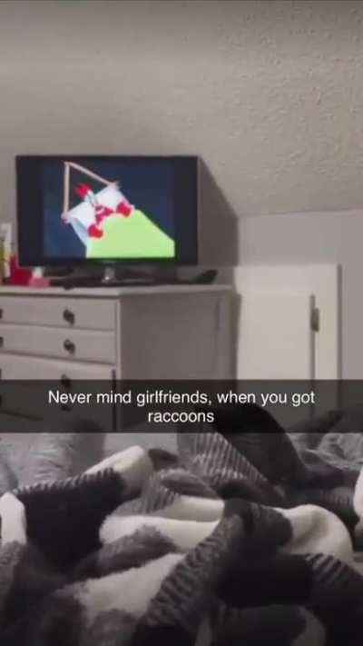 Screw it. I'm gonna get a raccoon.  